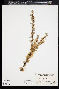 Prunus tomentosa image