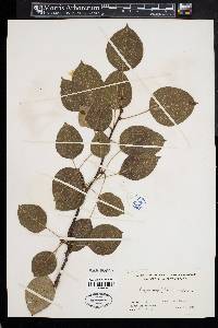 Pyrus pyrifolia image