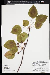 Pyrus calleryana image