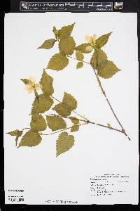 Rhodotypos scandens image