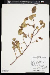 Rosa acicularis image