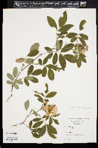 Rosa palustris image