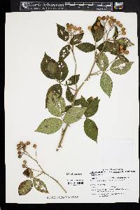 Rosa setigera image