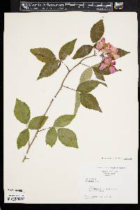 Rosa setigera image