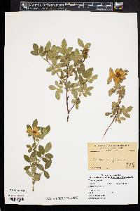 Rosa virginiana image