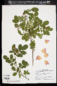 Rosa virginiana image