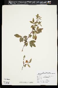 Rosa virginiana image