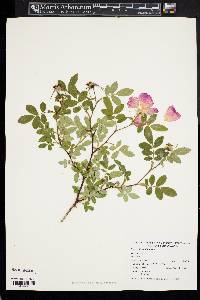 Rosa virginiana image