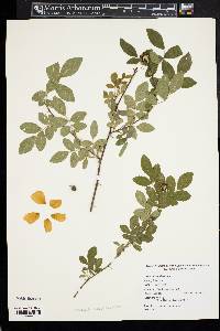 Rosa virginiana image