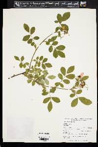 Rosa virginiana image