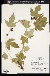 Rubus crataegifolius image