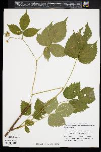 Rubus canadensis image