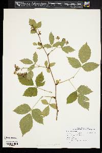 Rubus canadensis image