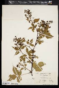 Rubus canadensis image