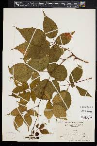 Rubus canadensis image