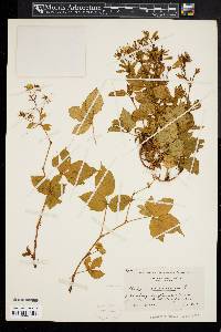 Rubus canadensis image