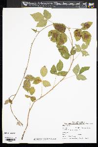 Rubus caesius image