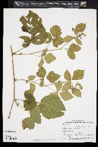 Rubus caesius image