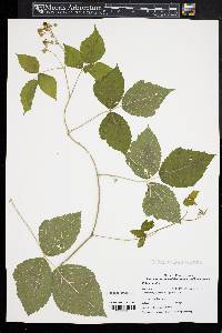 Rubus caesius image