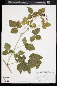 Rubus caesius image