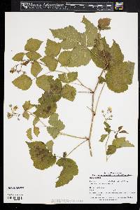 Rubus caesius image