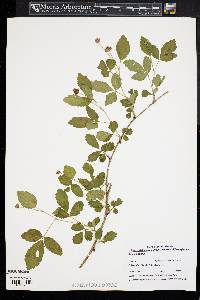 Rubus enslenii image