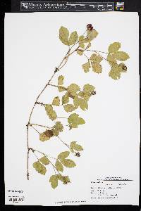 Rubus enslenii image