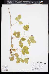 Rubus enslenii image