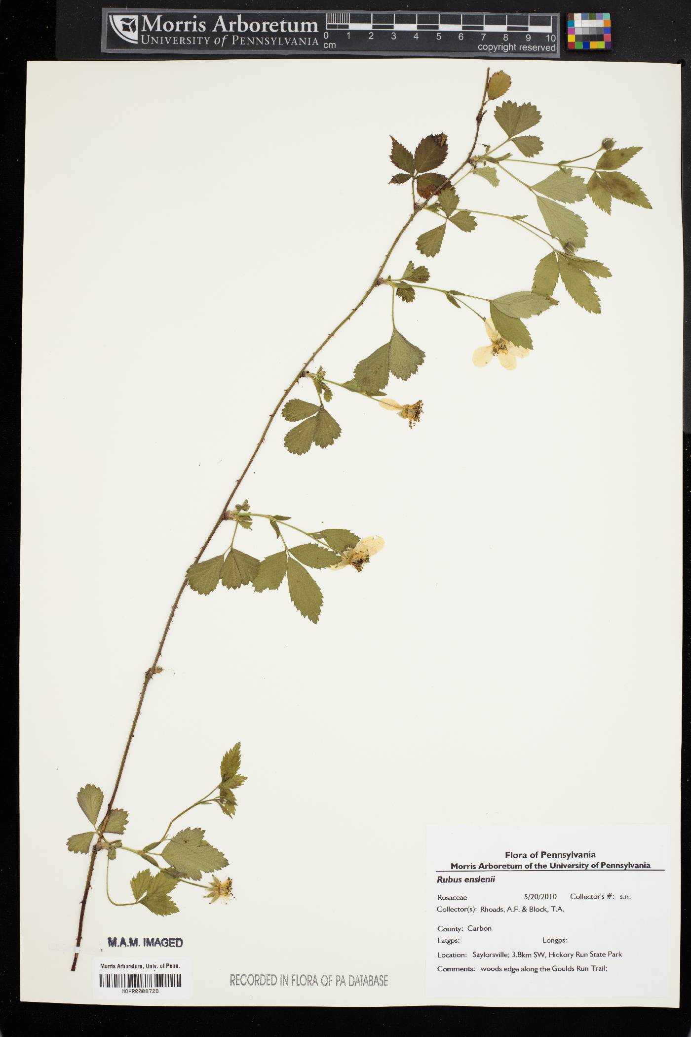 Rubus enslenii image