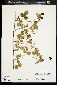 Rubus enslenii image