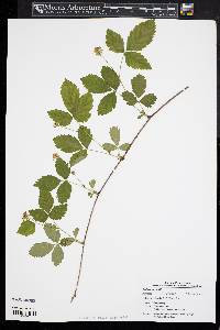 Rubus enslenii image