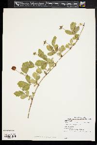 Rubus enslenii image