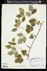 Rubus enslenii image