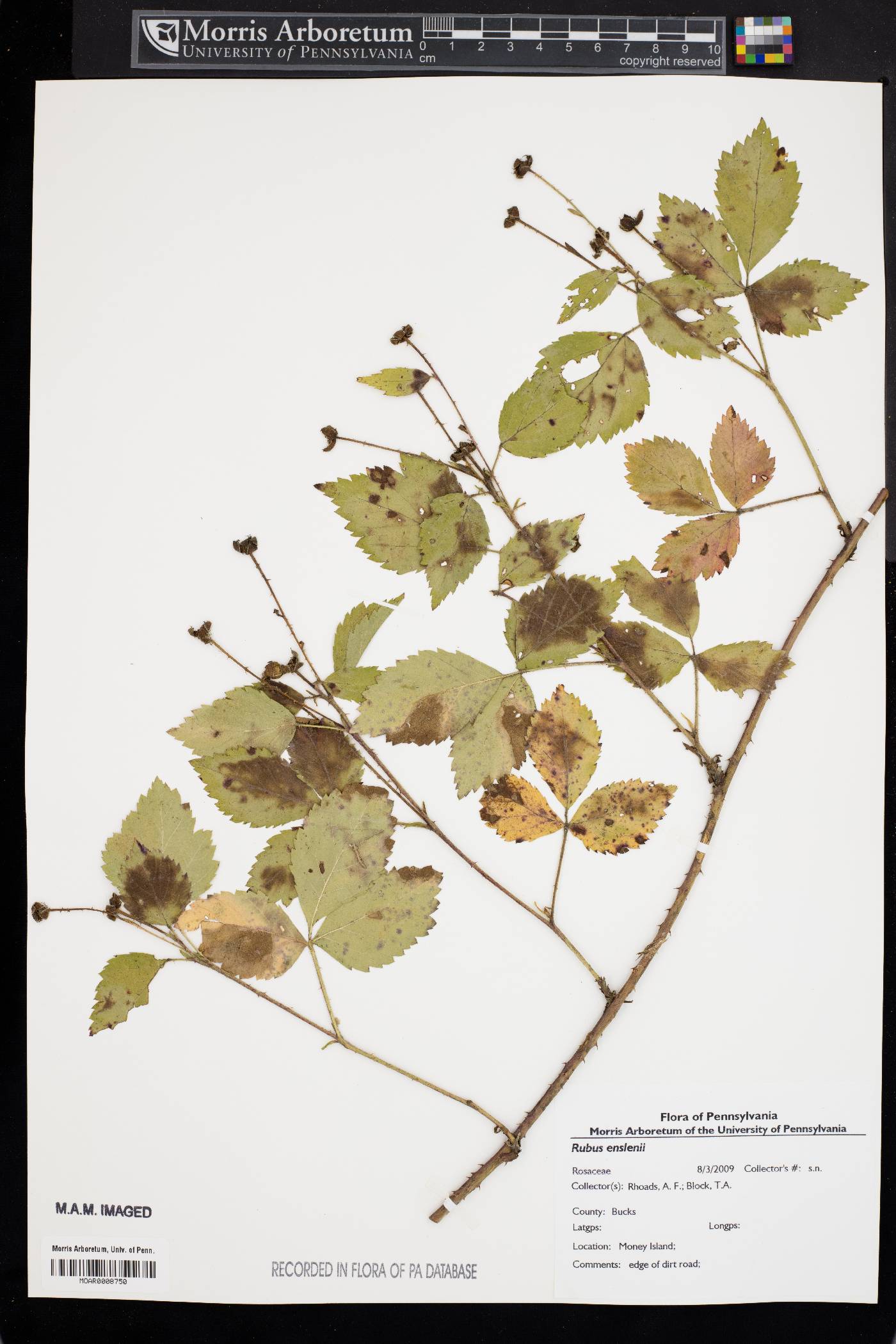 Rubus enslenii image