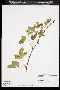 Rubus flagellaris image