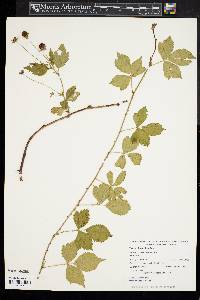 Rubus flagellaris image