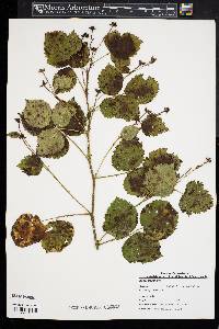 Rubus flagellaris image