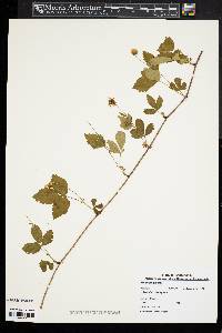 Rubus flagellaris image