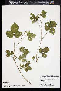 Rubus flagellaris image