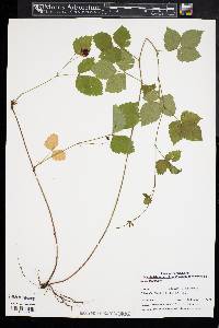 Rubus flagellaris image