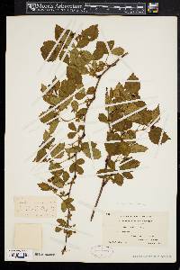 Rubus flagellaris image