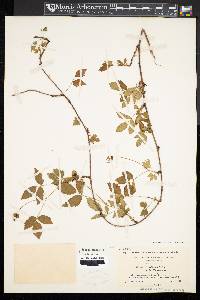 Rubus flagellaris image