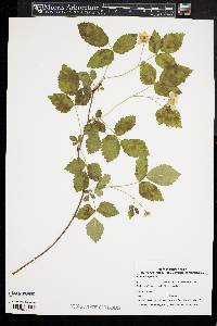 Rubus flagellaris image