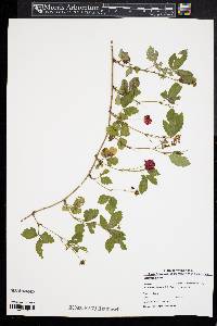 Rubus flagellaris image