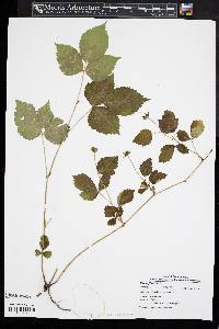 Rubus flagellaris image