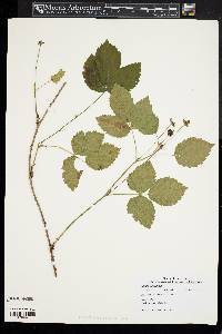 Rubus flagellaris image