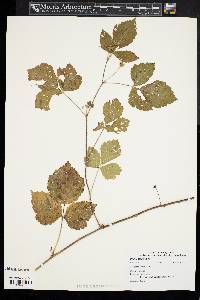 Rubus flagellaris image