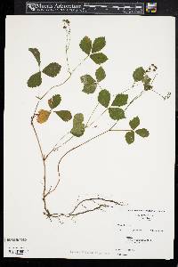 Rubus flagellaris image