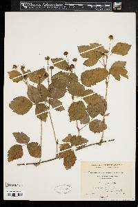 Rubus flagellaris image