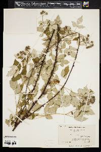 Rubus occidentalis image